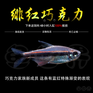 绯红巧克力灯鱼南美小型鱼热带鱼中高端霓虹灯鱼草缸群游鱼活体鱼