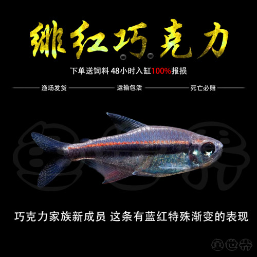 绯红巧克力灯鱼南美小型鱼热带鱼中高端霓虹灯鱼草缸群游鱼活体鱼