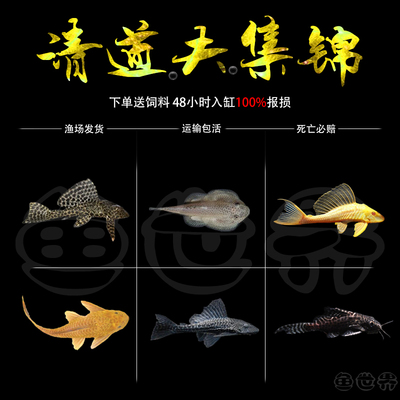 热带鱼清洁清道夫吃垃圾鱼活体工具鱼豹纹夫女王清道夫琵琶反游猫