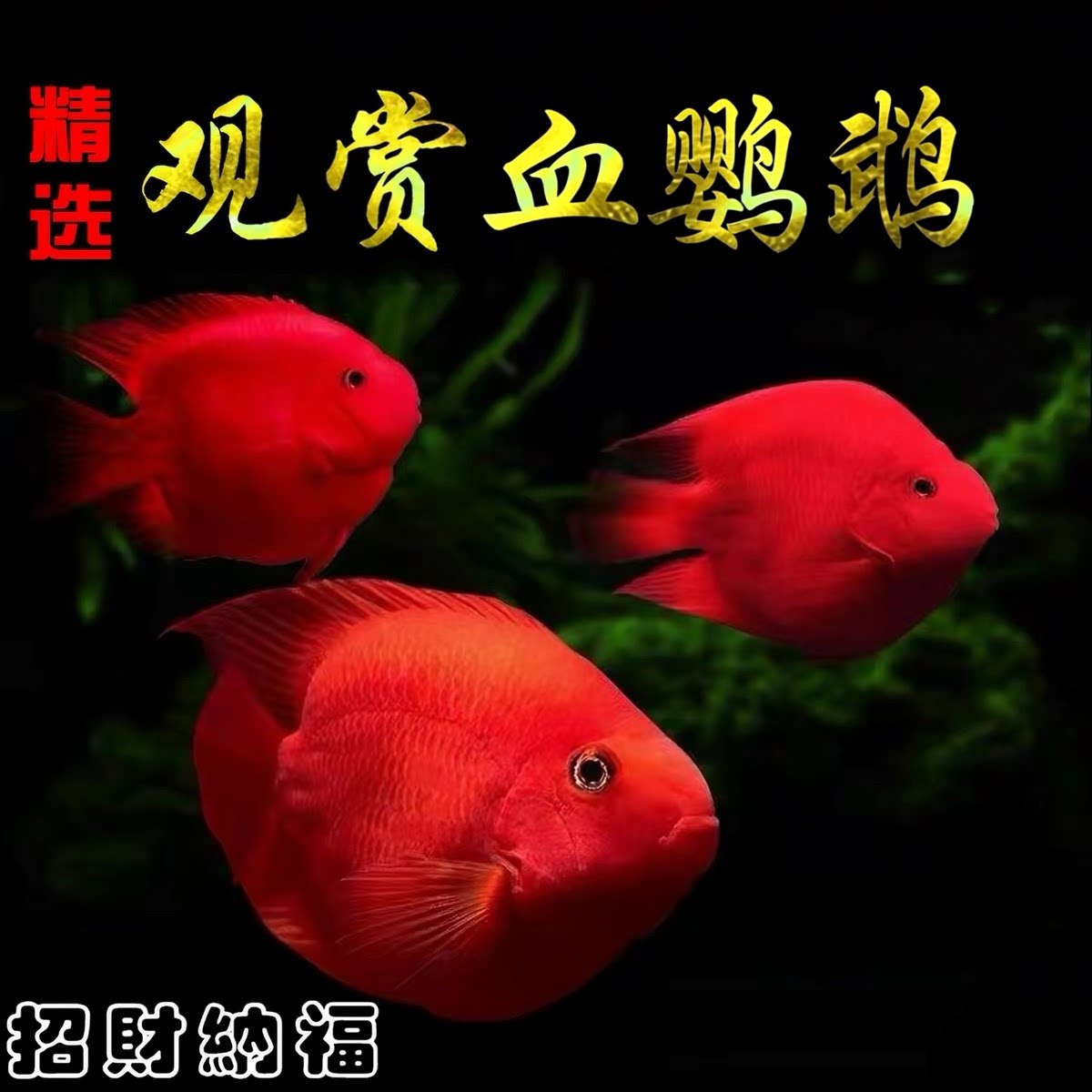 鹦鹉鱼发财鱼血鹦鹉活鱼热带淡水观赏鱼红元宝招财神鱼精品鱼好养