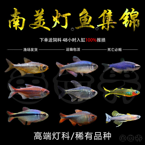 热带鱼南美灯鱼淡水高档群游