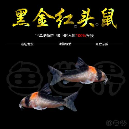 黑金红头鼠清洁鱼热带鱼