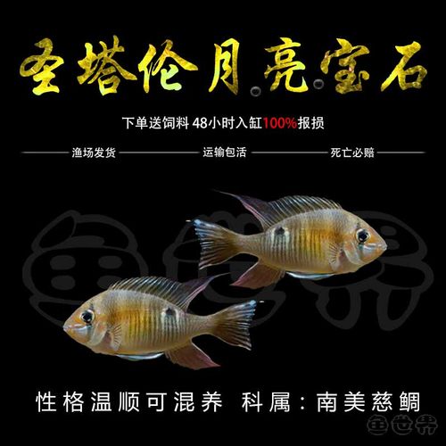 热带鱼食图鲷淡水鱼易饲养好看