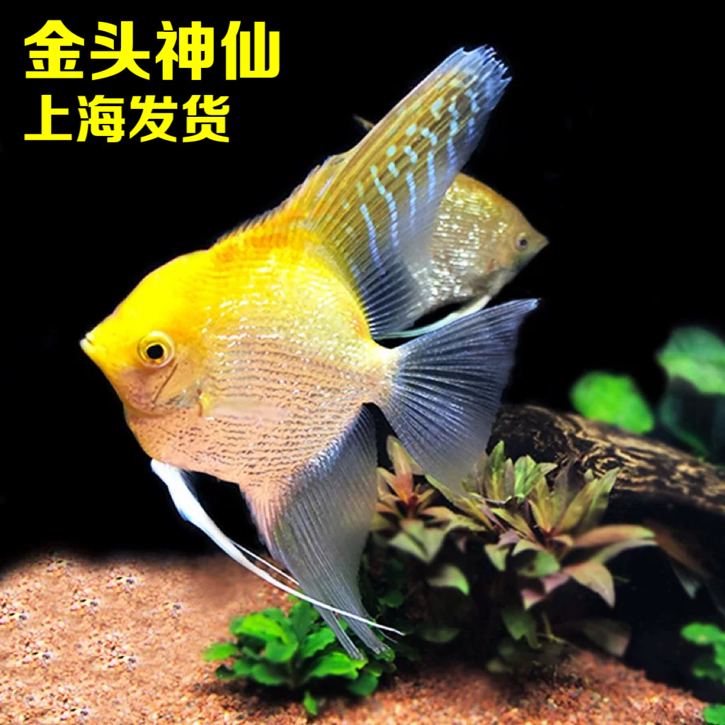 金仙热带观赏鱼红眼钻石金顶神仙燕鱼水草缸活体宠物金头神仙活体