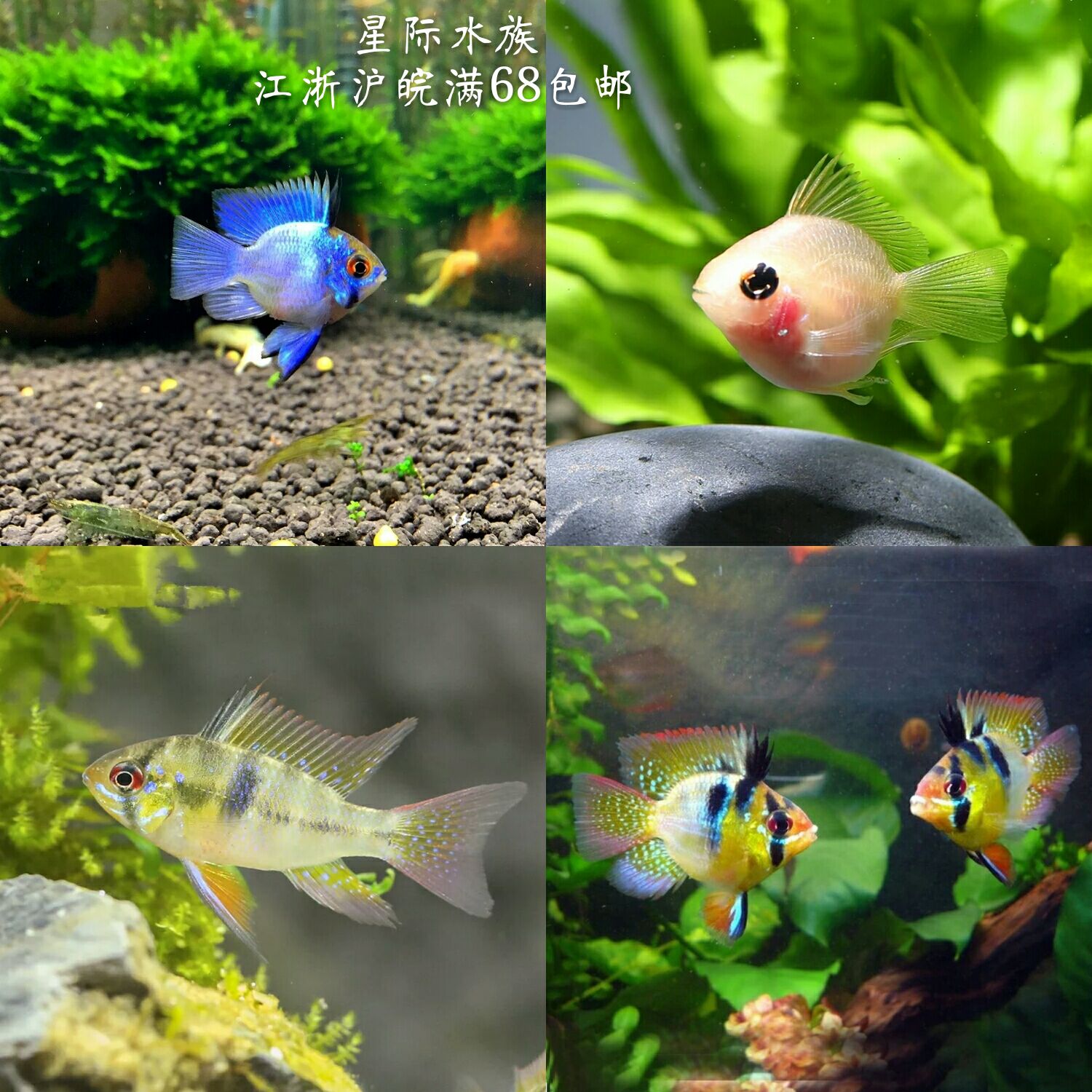 金波子阿凡达短鲷鱼活体观赏鱼淡水小型宝蓝球荷兰凤凰鱼草热带鱼