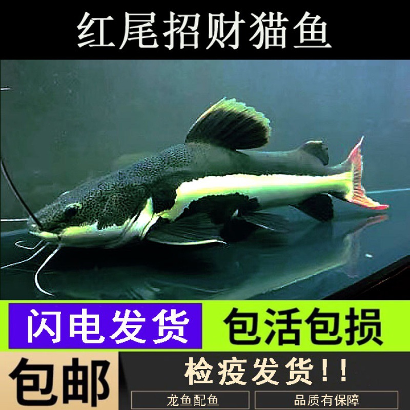 招财猫鱼活体红尾鲶鱼鸭嘴狗仔鲸底层鱼凶猛大型热带观赏鱼龙配鱼