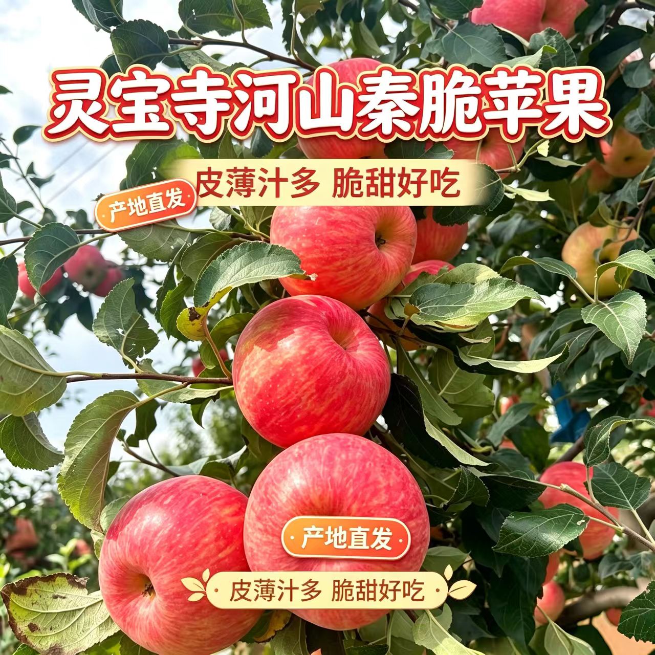 2026新鲜灵宝寺河山红露苹果
