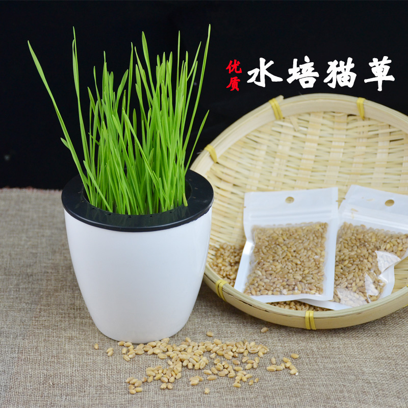 优质猫草 水培猫草套装 无需土培小麦草猫薄荷吐毛球