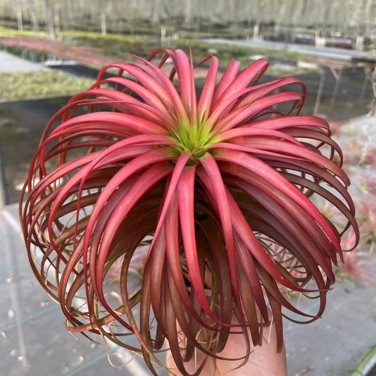 空气凤梨无土植物中高段