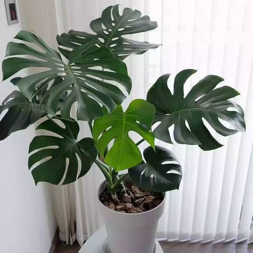 老桩龟背竹植直播专用一物一拍定制款