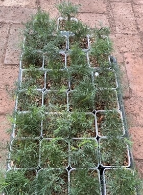针叶没药橄榄 Commiphora kraeuseliana 实生橄榄科没药属块根
