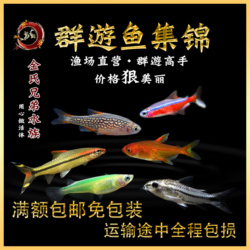 宝莲灯观赏鱼活体 灯科热带群游精灵红鼻剪刀玻璃猫 淡水小型好养