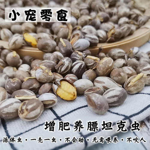 22年新货坦克虫仓鼠松鼠蜜袋鼯花枝鼠零食营养增肥高蛋白