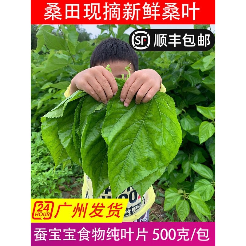 现摘桑叶新鲜包邮500克1斤蚕食喂蚕宝宝饲料嫩桑叶尖芽广东深圳