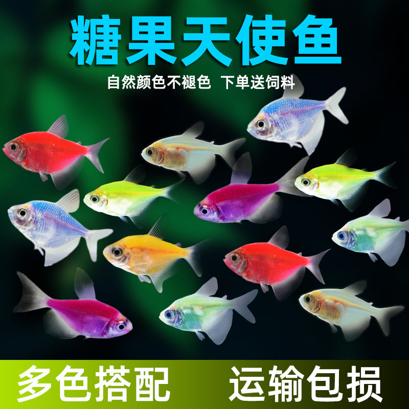糖果天使鱼观赏鱼青苹果七彩热带鱼天使鱼大号荧光紫衣淡水活体鱼