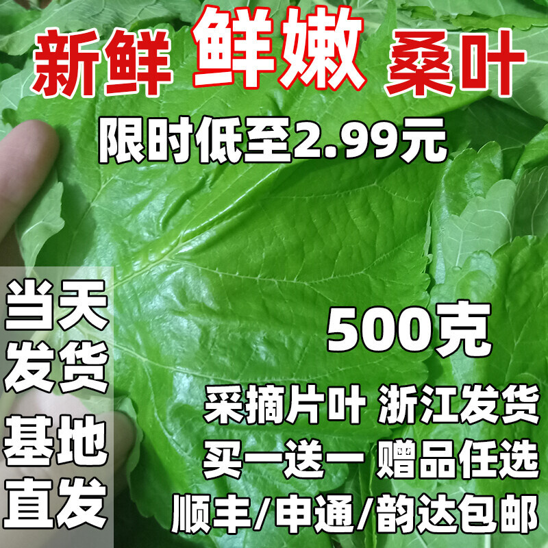 新鲜桑叶新鲜蚕宝宝饲料学生养蚕套装大叶小蚕嫩桑叶喂蚕活体蚕卵