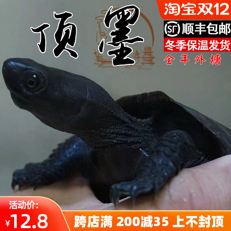 顶墨龟纯种全黑龟苗外塘中华公草龟迷你小乌龟活物活体金线龟小宠