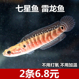 七星鱼鱼苗月鳢山斑鱼花星鱼观赏鱼点称鱼冷水鱼淡水鱼苗活体包邮
