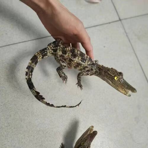 招财鳄鱼模型鳄鱼标本摆件真鳄鱼皮 家装办公室车内摆件 茶桌摆