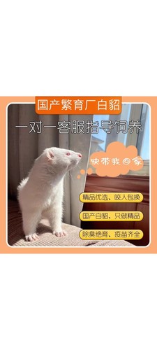 水貂幼崽活体宠物满月发货安格鲁雪貂宠物貂粘人可爱学生幼宠
