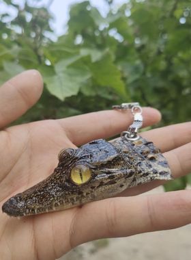 个性钥匙链鳄鱼头汽车钥匙链配饰生日礼物礼品鳄鱼标本挂件