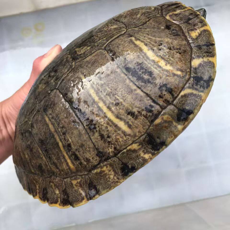 虎纹巴西龟大龟乌龟活物超大下蛋乌龟活体宠物巴西种龟红耳乌龟