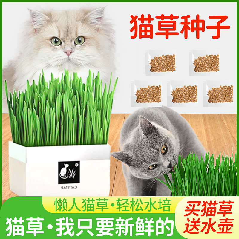 猫草种子盆栽无土水培懒人猫咪化毛草幼猫零食猫薄荷猫粮小麦种子