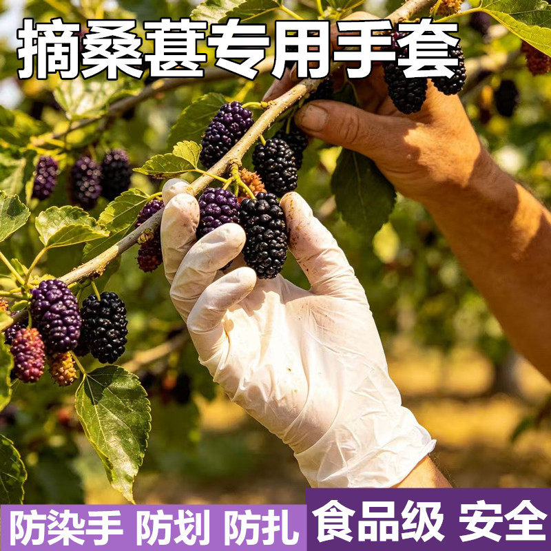 摘桑葚专用食品级一次性丁腈手套防染手厨房做饭洗菜刷碗吃播