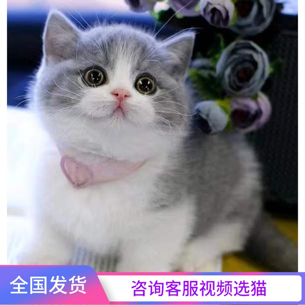 纯种英短蓝猫蓝白折耳猫矮脚美短银渐层猫咪活物金吉拉宠物猫