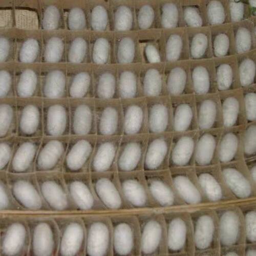 蚕宝宝吐丝专用 结茧簇方格吐丝上架道具结茧簇养蚕吐丝网新鲜叶