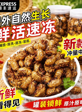 知了猴金蝉新鲜活体速冻知了鲜活蚕蝉蛹爬蚱猴结了龟烧烤顺丰包邮