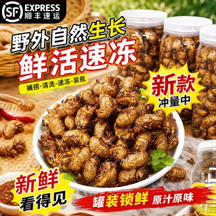 金蝉知了猴新鲜活体速冻知了鲜活蚕蝉蛹爬蚱猴结了龟烧烤顺丰包邮