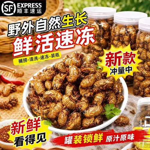 金蝉知了猴新鲜活体速冻知了鲜活蚕蝉蛹爬蚱猴结了龟烧烤顺丰包邮
