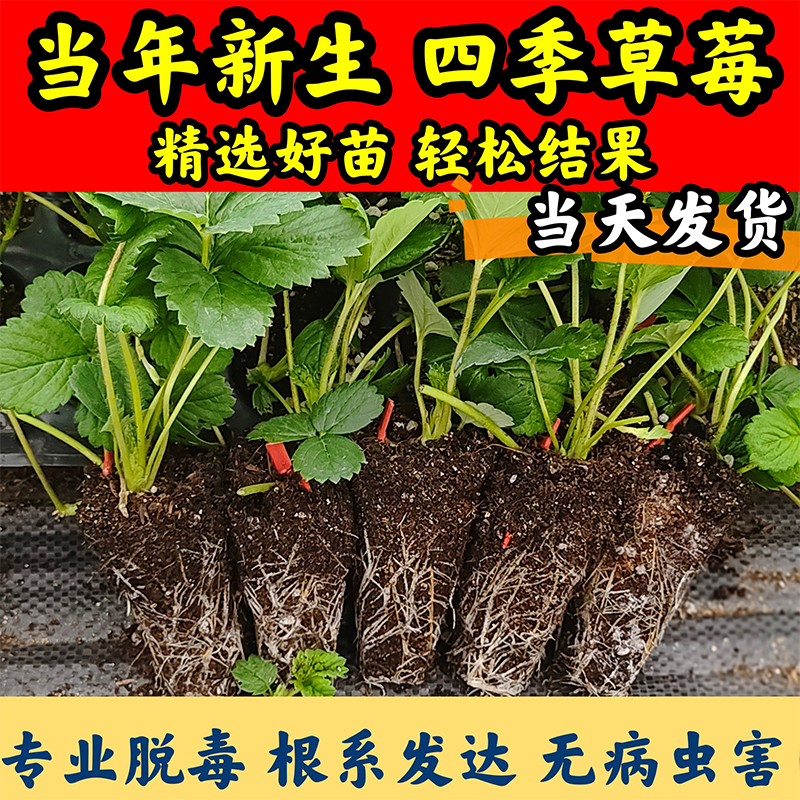 草莓苗四季盆栽食用结果穴盘苗隋珠红颜黑珍珠白雪公主南北方阳台