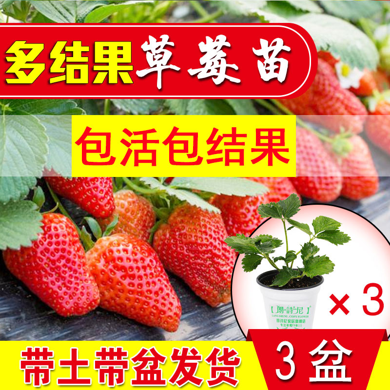 奶油草莓苗四季带土种易活室内盆栽植物水果种子阳台结果草莓带盆