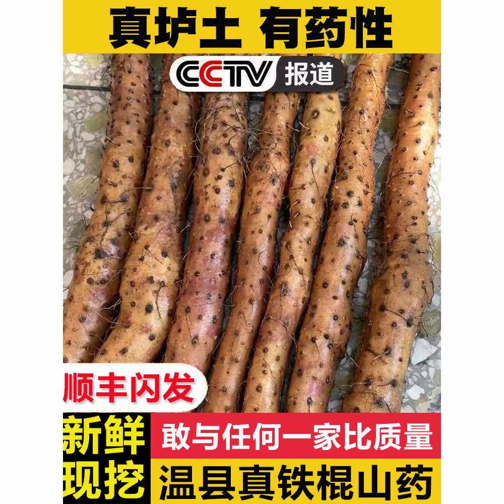 垆土铁棍山药河南焦作温县礼盒装淮山药新鲜怀山药