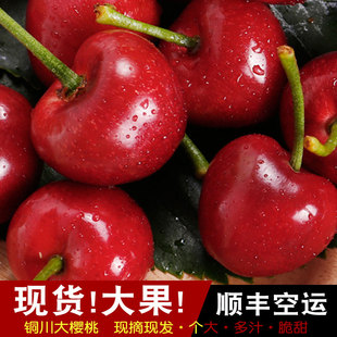 陕西铜川美早大樱桃国产车厘子特大5J现摘发孕妇新鲜水果礼盒顺丰