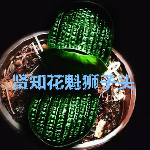 长春君子兰麻脸珍珠绿植阳台美观
