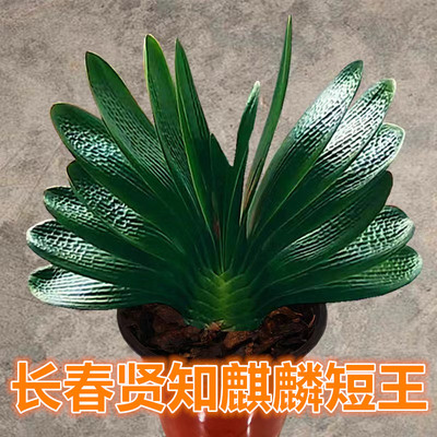 长春珍珠虎头君子兰书房除甲醛