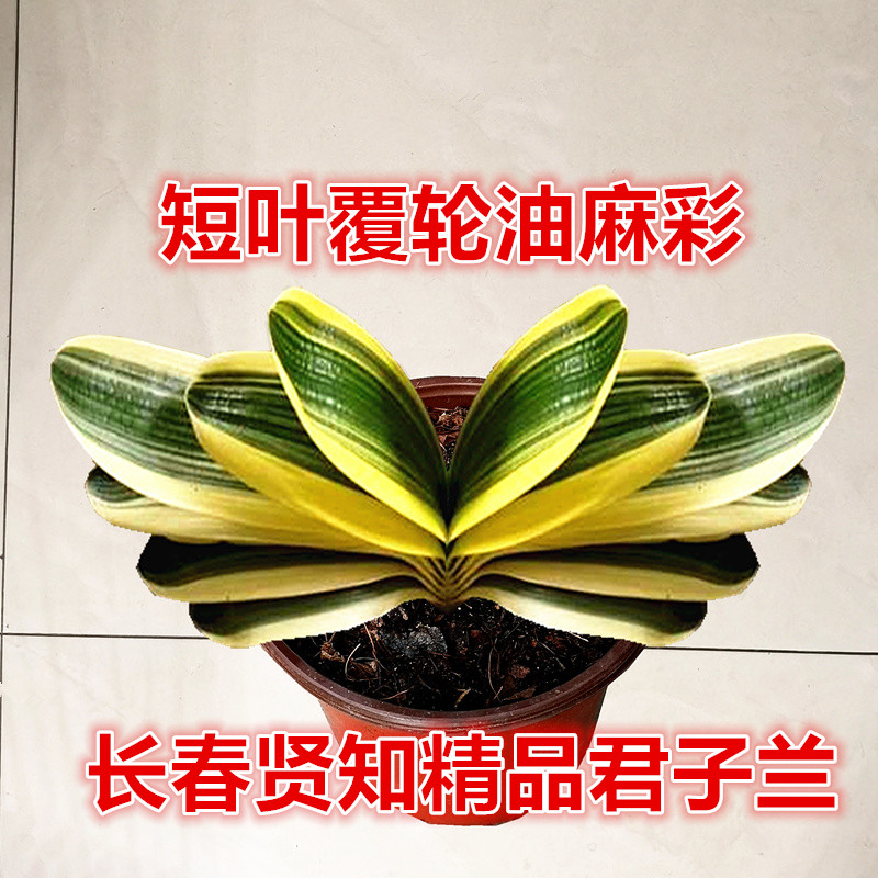 长春贤知君子彩兰小苗鸳鸯油麻彩覆轮麻脸一线天绿植金丝彩盆栽