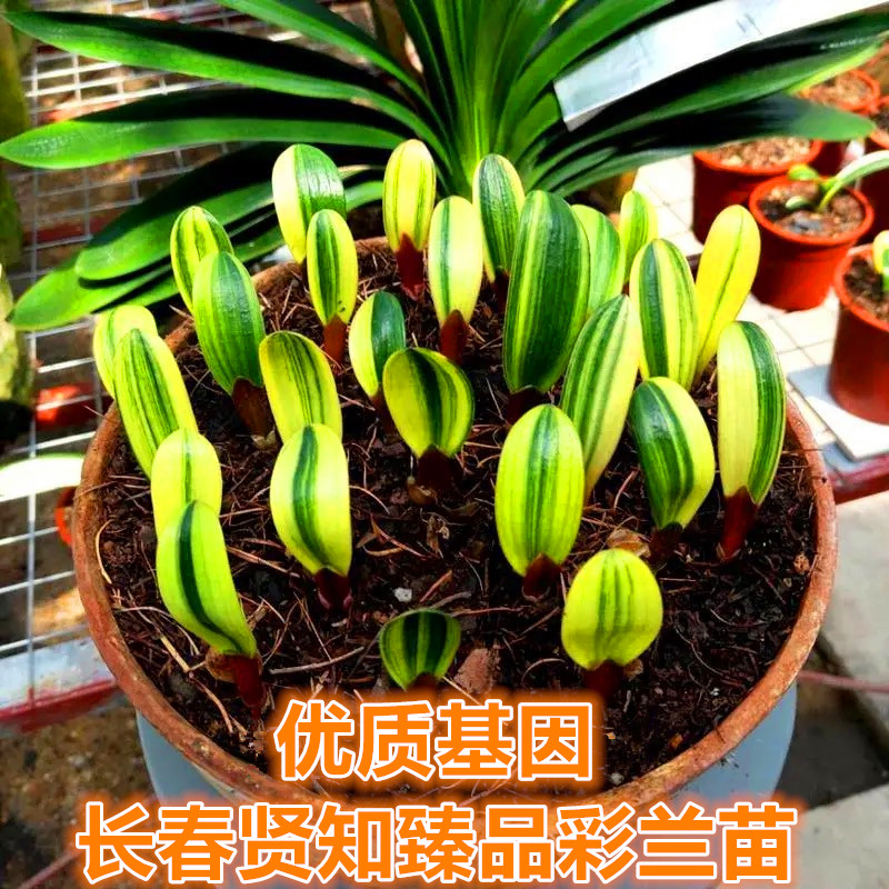 长春贤知君子兰一叶苗瓷墨绿鸳鸯