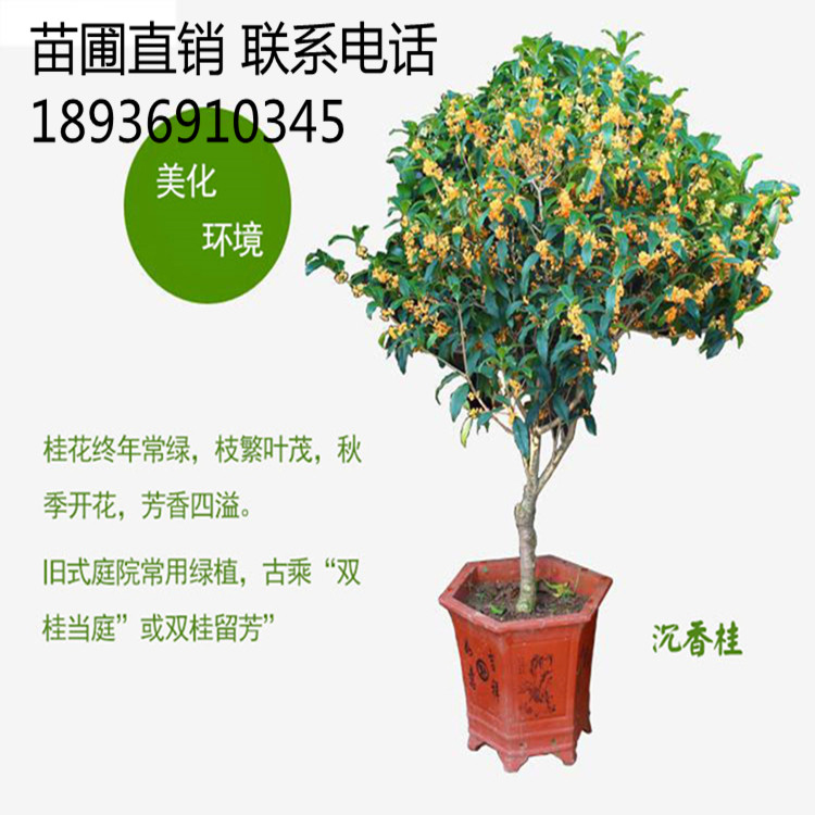 桂花盆景树桩 矮霸式石山桂花古桩盆景实物 石山桂桂花盆景