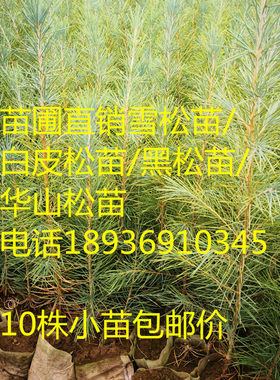雪松苗黑松苗白皮松华山松油松