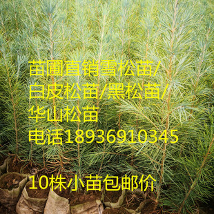 华山松 新苗油松松树雪松黑松金钱松马尾松湿地松白皮松落叶松
