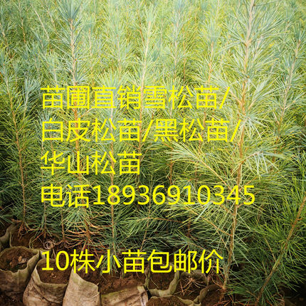 华山松 新苗油松松树雪松黑松金钱松马尾松湿地松白皮松落叶松