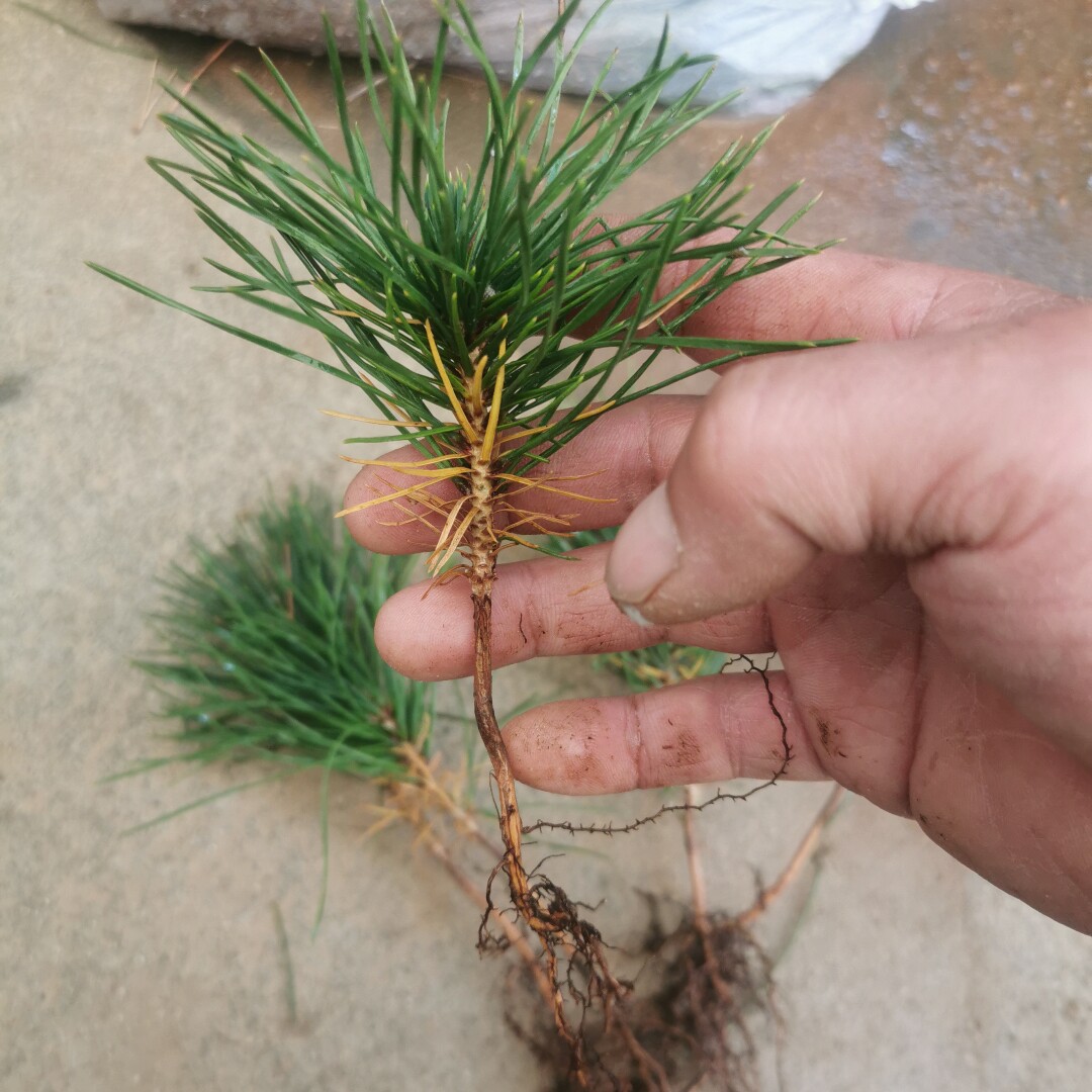 精选日本三河黑松原生苗籽播苗轴切苗观叶盆景绿植提根小品素材苗