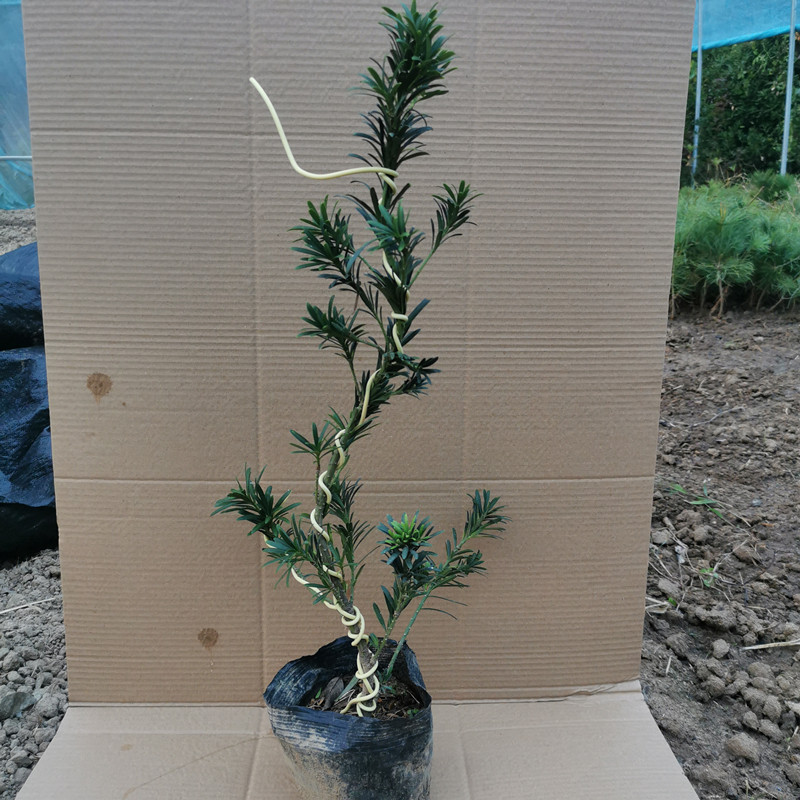 树苗盆栽珍珠米叶罗汉松