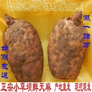 大大果2-3个一斤买三斤送半斤 云南天麻彝良小草坝鲜天麻产地直发