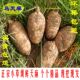 中果买3斤送半斤 昭通彝良小草坝鲜天麻每斤五至六个 头晕吃天麻