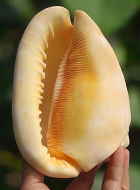 万宝稀有黄色贝壳水族造景螺